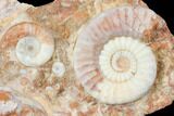 Triassic Agatized Ammonite Cluster - Indonesia #129418-1